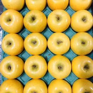 今が旬‼︎冷蔵保存でパリパリ！シナノゴールド約5キロ