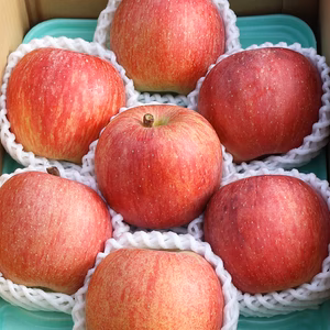 ギフト 小町ふじ 2kg3kg 贈答用 セット 樹上完熟