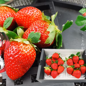 ※1月発送開始！しっかりとした食感！穏やかな酸味と甘みの「さちのか」２パック(5