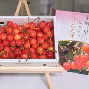 さくらんぼ【佐藤錦】５００ｇ