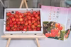 さくらんぼ【佐藤錦】５００ｇ