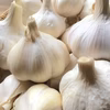 自然栽培 伊豆産にんにく 大小混合【農薬不使用】