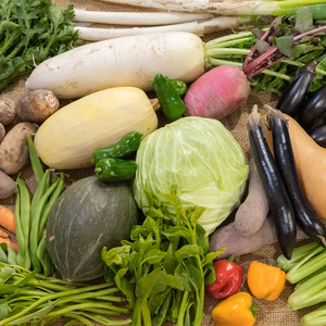 【毎週定期便】MEGLIYの彩り金沢旬野菜セット＊8〜10品【農薬不使用】