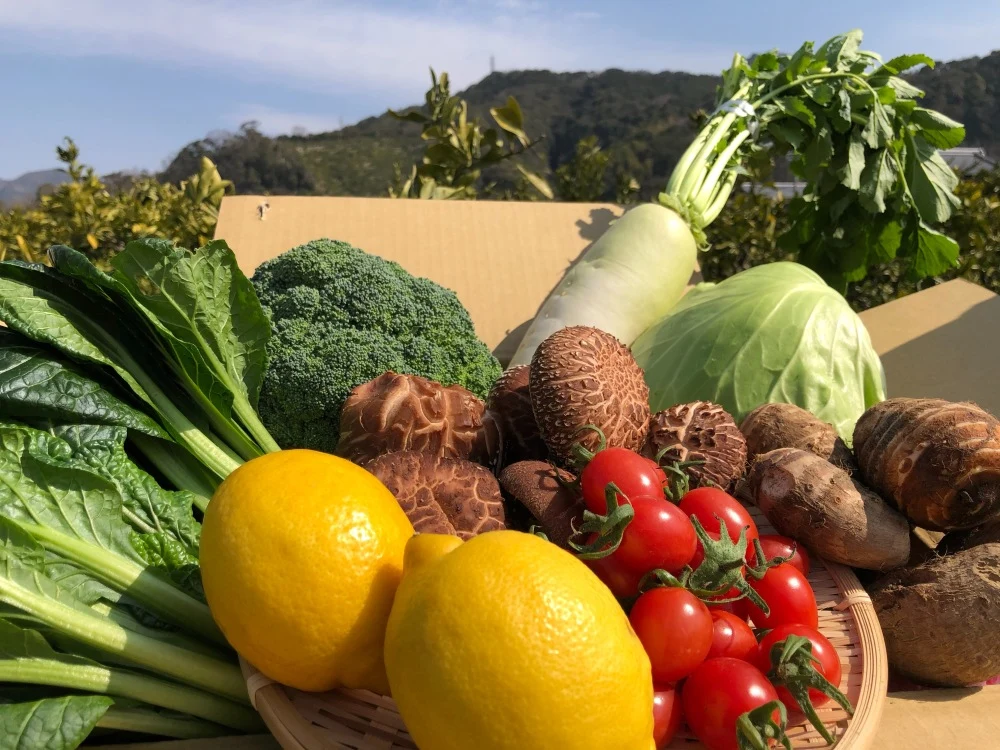 産地直送】園主おすすめ季節の野菜セット｜野菜の商品詳細｜ポケット