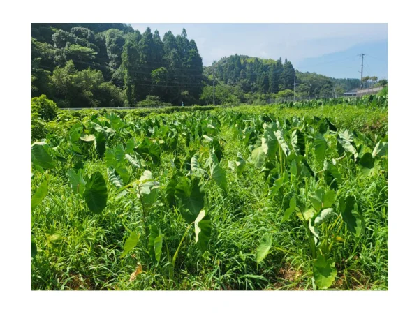 農薬・化学肥料不使用 里芋赤白詰合 ３kg(各１.５kg)｜野菜の商品詳細