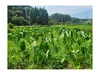 農薬・化学肥料不使用サトイモ　赤白詰合3Kg（各1.5Kg)