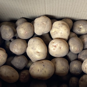 訳ありキタアカリジャガイモ10kg 桜島の大自然 無農薬 無肥料 除草剤不使用