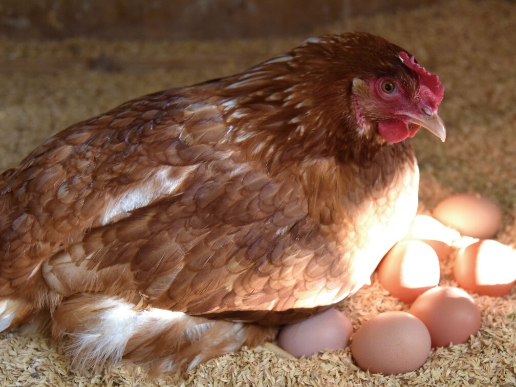 発酵ベッドでしあわせ鶏の平飼有精卵40個「ほんまの卵」 定期便１ヶ月