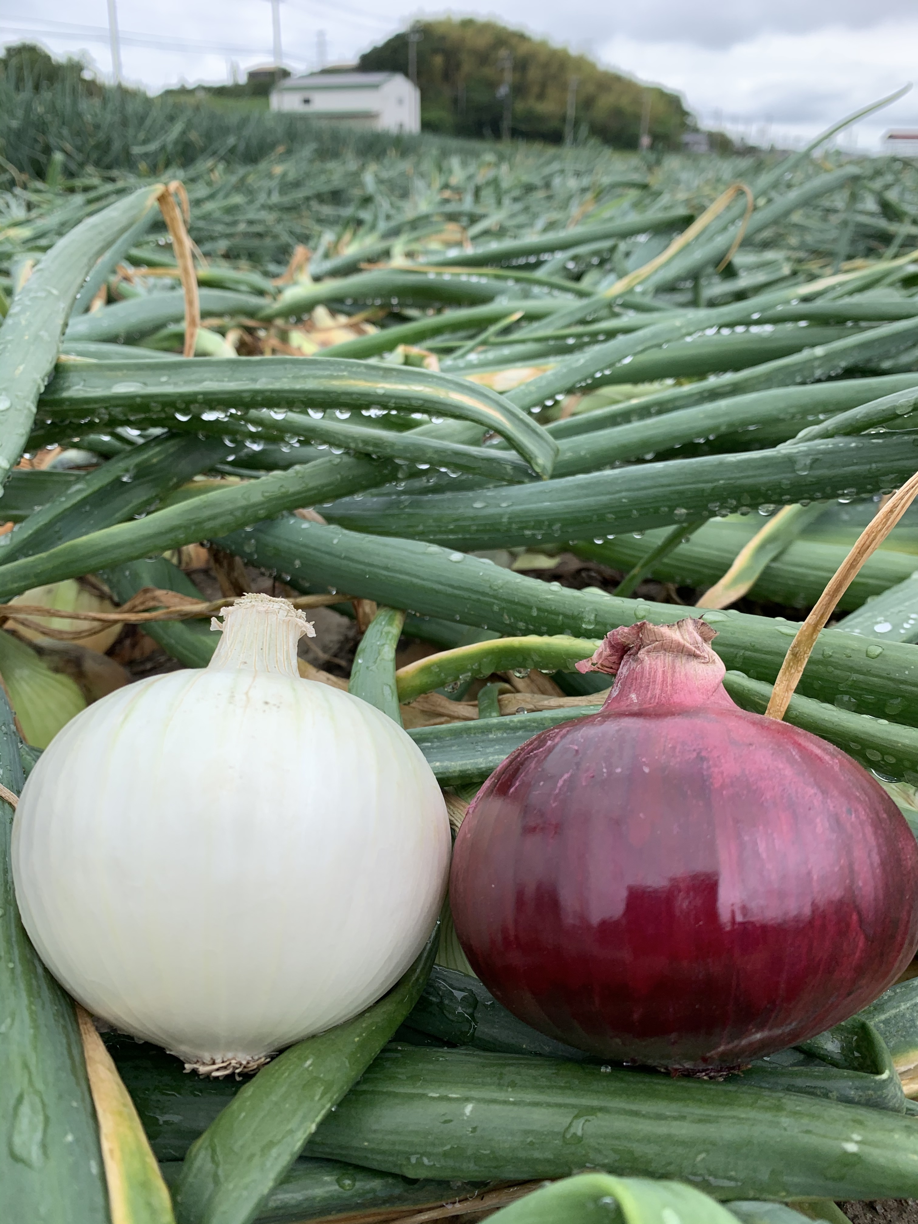 チェリー様専用 野菜ボックス 農家漁師から産地直送の通販 ポケットマルシェ