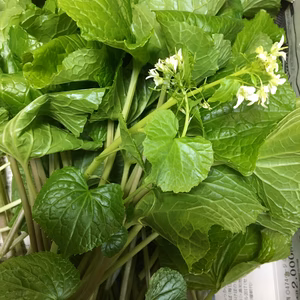 究極の安心、天然『葉わさび』&『うるい』各300g