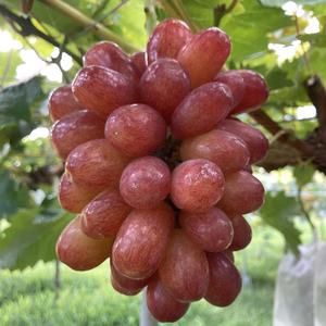 きらきら輝く大粒「クイーンセブン」皮ごと食べれる紅くてぱりぱりかわいいぶどう