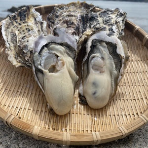 宮城県南三陸産　殻付き牡蠣　生食可　30個入り