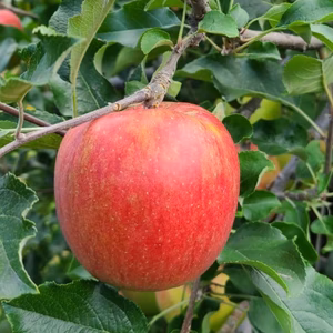 甘さ際立つ シナノスイート りんご 5kg(14～20玉)自家用 訳あり品