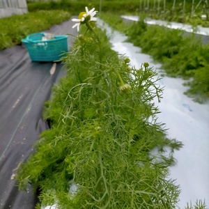 蒜山高原のハーブセット5～8品目☆岡山県・蒜山産