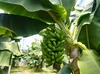 【旬の果実　2021】「温室はるかちゃん」&元気の源「知多産バナナ」