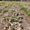 玉ねぎ 埼玉県加須市 遠藤農園