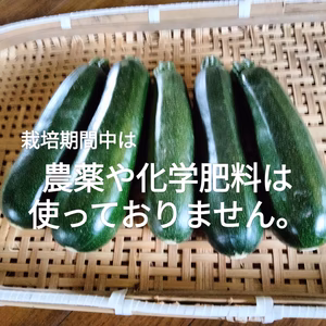 ズッキーニ　選べる量（1キロ〜3キロ）　旬の野菜のおまけ付き！