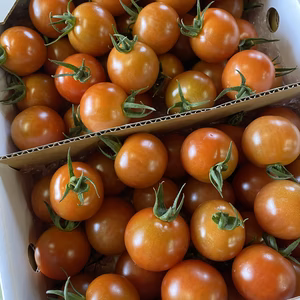 はなまる農園のこだわりミニトマト1.2キロ　ギフト用