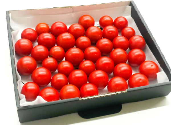 【数量限定】平均糖度8度以上！珠玉のフルーツトマト（1.4kg）