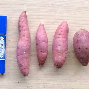 ちびちびサイズでもホクッともっちり‼︎「栗かぐや」 2キロ