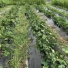 夏のえだまめ★茶豆｜サヤのみ　農薬肥料不使用の兵庫県産枝豆