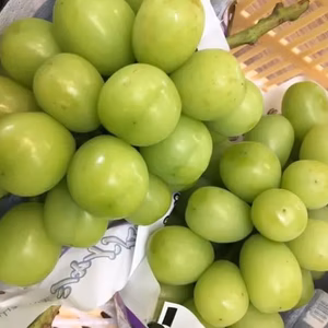 お盆にお届け！温室シャインマスカット　２房（約1ｋｇ）