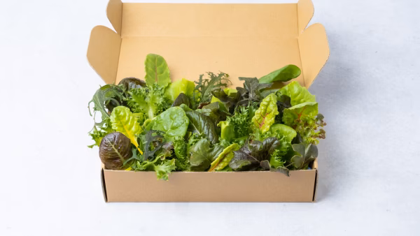 【ポケマルの夏ギフト】採れたて、農薬不使用、無菌栽培┃５種常備野菜セット