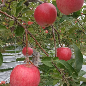 ※数量限定 パリッとした歯触りりんご(千秋) ビッシリ詰め放題