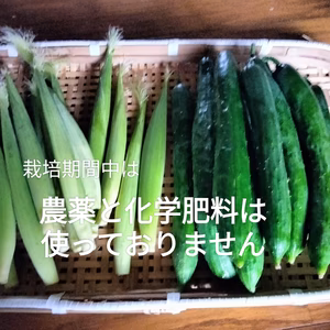 【即日発送！】　きゅうり約1キロとヤングコーン10本　旬の野菜のおまけ付き！