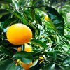 The citrus【HASSAKU】