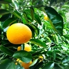 The citrus【Flying HASSAKU】