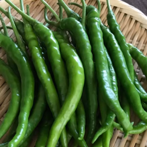 インド系とうがらし！プサジュエラ