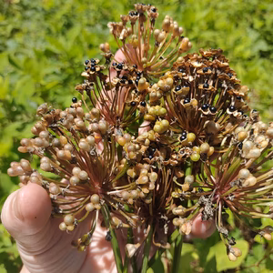 行者にんにくの種(10g～)