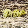 南アルプスの白うど　3本　栽培期間中　農薬・化学肥料不使用