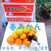 春みかん おまかせ詰合せ（箱込4kg 家庭用）