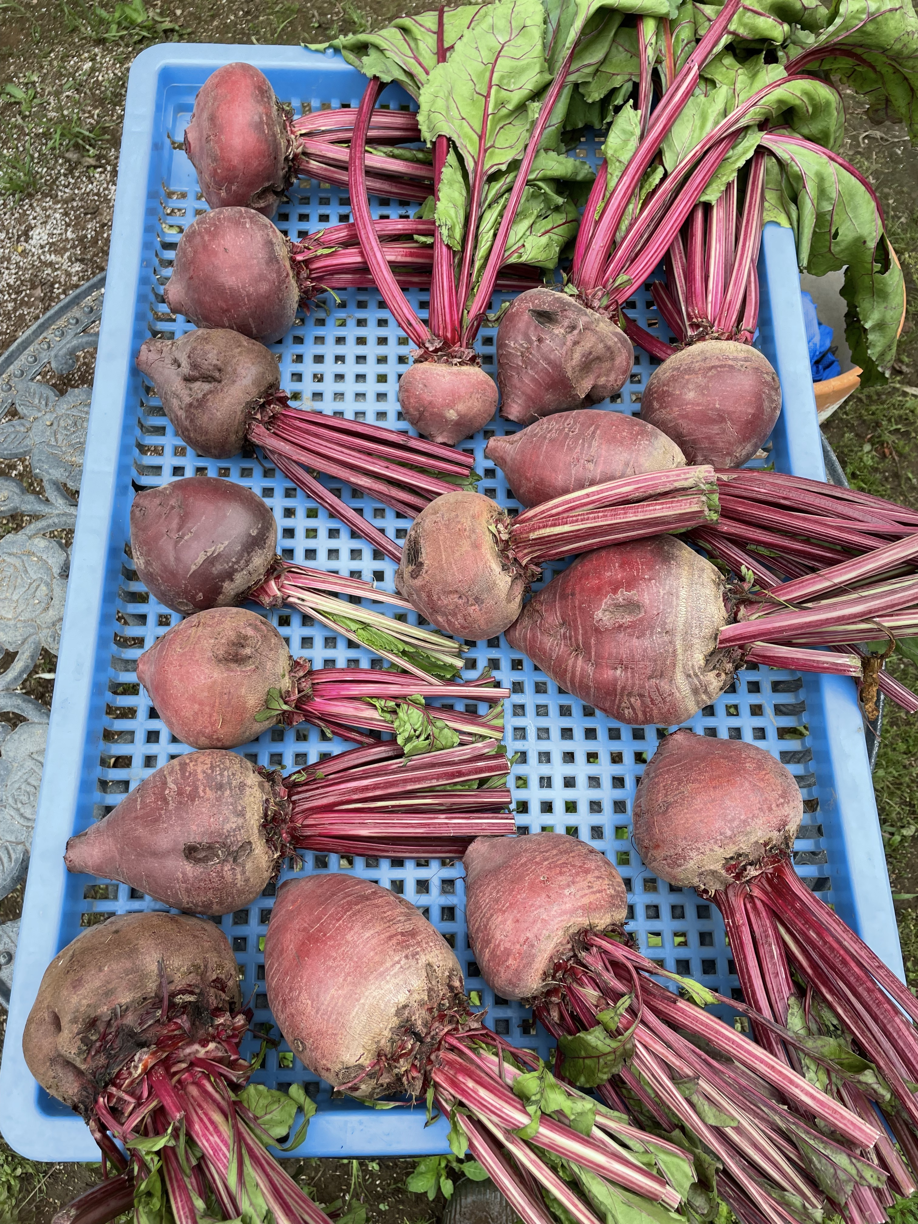 ビーツの通販・お取り寄せ商品｜野菜｜ポケットマルシェ｜産地