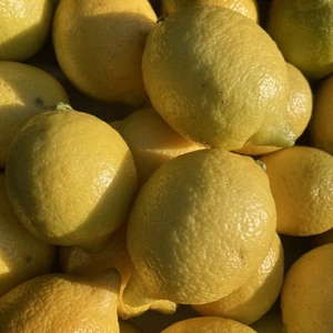 璃の香、国産レモンA品(特別栽培)黄色く色づき始めてます