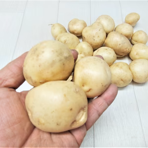 ホックり美味しい！馬鈴薯　男爵　(*^^*)