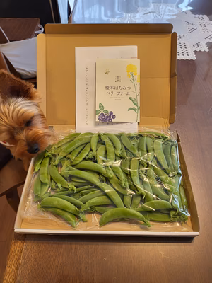 みんなの投稿の画像