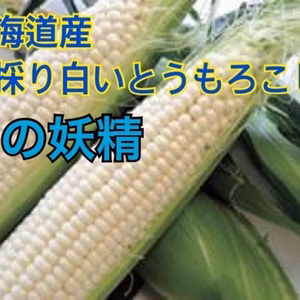 ●北海道産 とうもろこし 白 ●雪の妖精 ●北海道産 ●10本入り