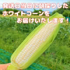 甘さ濃厚♪島育ちのホワイトコーン（白いおおもの）　５本入り