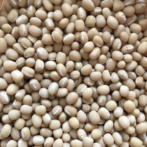 白小豆　