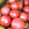 訳あり！桃太郎トマト(大玉) 形不良　サイズバラバラ