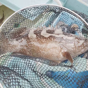 【SOLDOUT】▼本日限定！残り1名限定【天然 クエ/3.5kg】