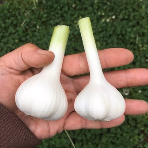 生にんにく(農薬・化学肥料不使用)