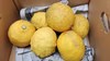 特別栽培レモン（有機肥料100%・減農薬栽培）