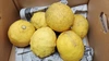 特別栽培レモン（有機肥料100%・減農薬栽培）