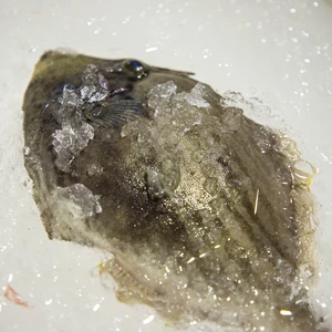 ヒラメとカワハギ -河内水産の特別な魚-