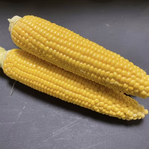 【助けてください】哀れなトウモロコシ達