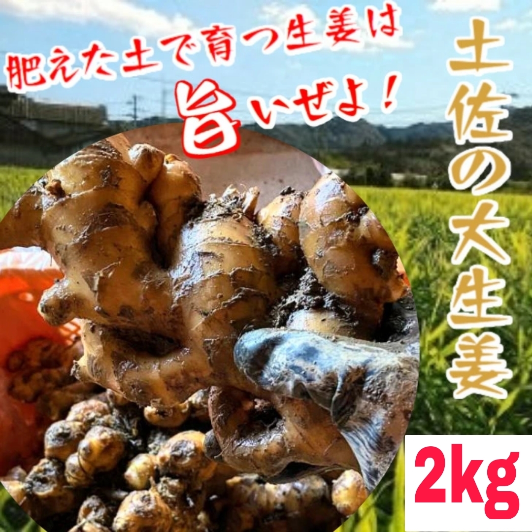 高知県産囲い生姜 20kg - 野菜